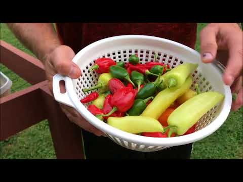 Ghost Pepper Salsa Recipe